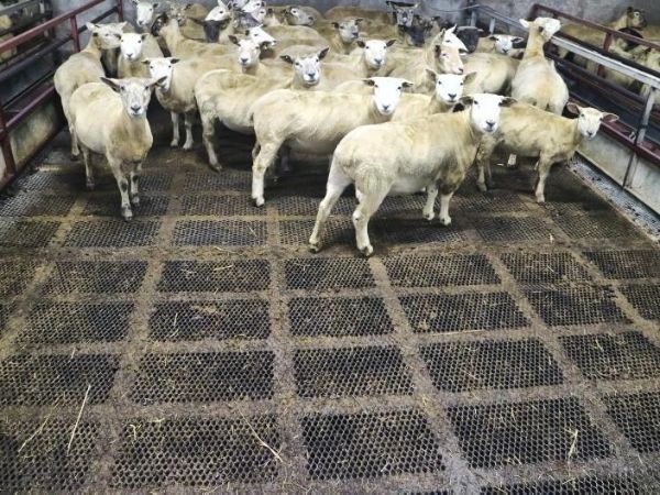 Many sheep are standing on the expanded metal animal flooring.