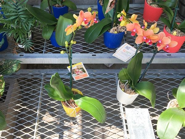 Potted flowers are placed on the expanded metal greenhouse bench.