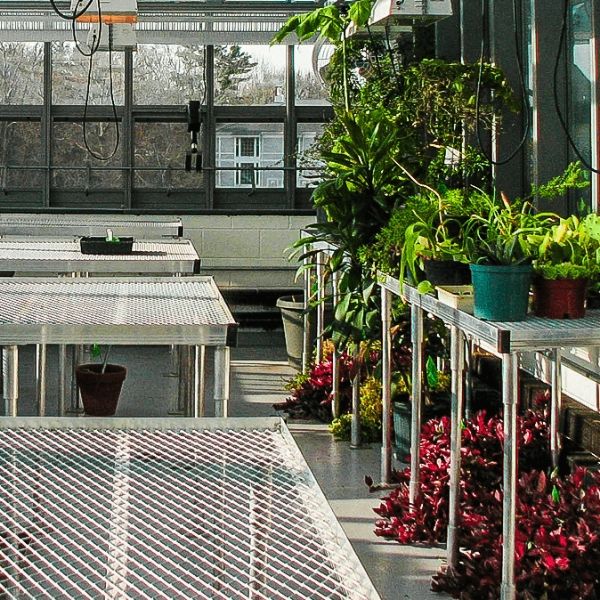 Expanded metal greenhouse benches are placed next to potted flowers placed on the ground.